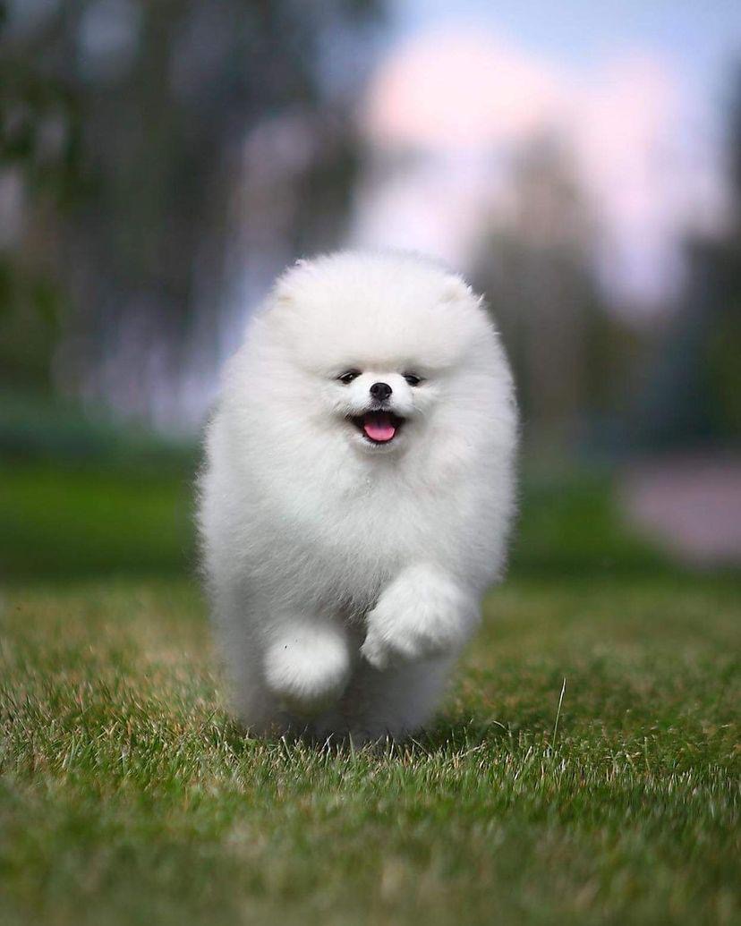random pup